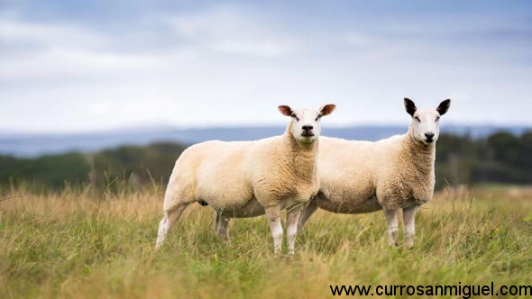 Parte de la fauna local. También hay nutrias, águilas, vacas... y escoceses, claro. 