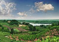 Como si de la Ribera del Duero se tratara, a las afueras de Serbia descubriremos sus viñedos