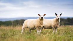 Parte de la fauna local. También hay nutrias, águilas, vacas... y escoceses, claro. 